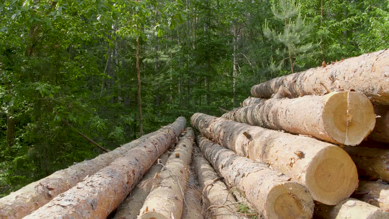 крупный план вырубленных и сложенных стволов деревьев с разрезанным краем для зрителя