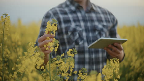 agronomist examining flowering plant in farm