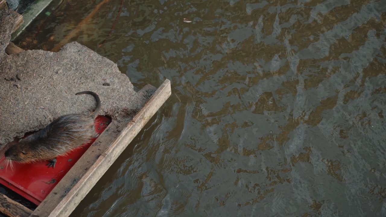 다른 한 마리가 근처에 수영하면서 물에 의해 파편에 휴식을 취하고 있습니다.