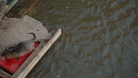 Nutria-Ruht-Auf-Trümmern-Am-Wasser,-Während-Ein-Weiteres-In-Der-Nähe-Schwimmt