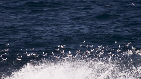 a large school of pelagic fish below the water surface while flocks of sea gulls float on the water surface