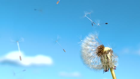 close up: fragile white dandelion flower seeds fly off in the clear blue sky.