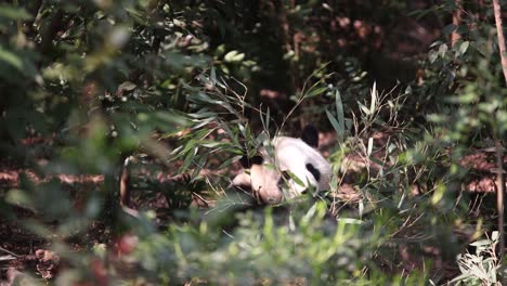 Giant-panda-munching-bamboo-at-Chengdu-Research-Center,-surrounded-by-lush-greenery