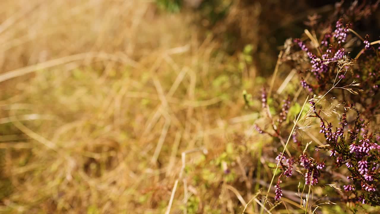 una planta en foco, el fondo borroso