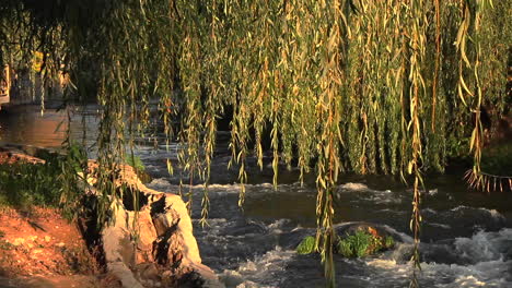 water flowing in river seen through weeping willow tree branches