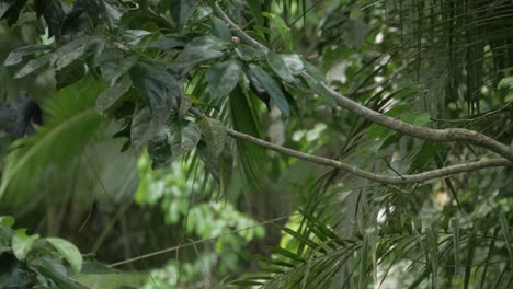 Metallic Starling On Branch And Flying Off In Daintree Rainforest, Australia - low angle shot