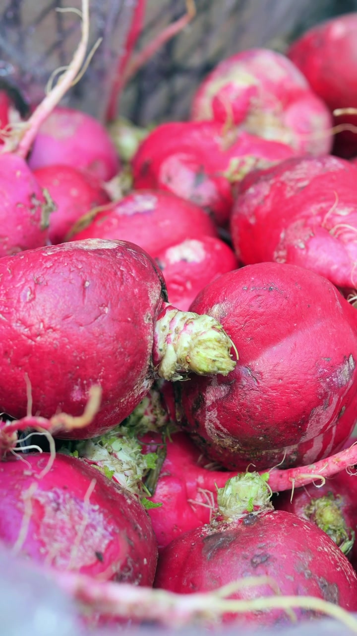 Close-up of Freshly Harvested Red Radishes