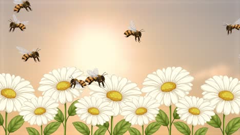 bees flying among daisies during sunrise
