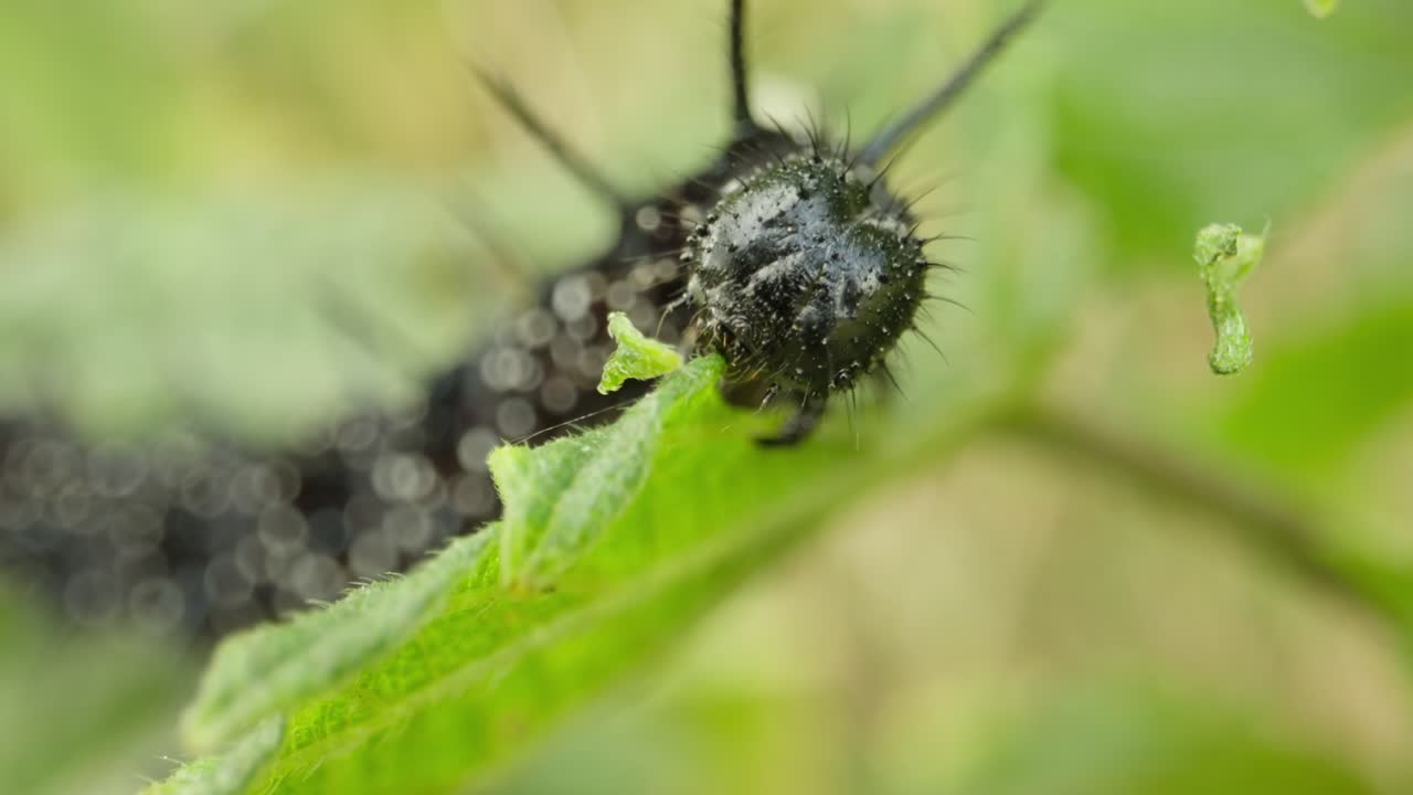 Macro close up of peacock butterfly caterpillar on leaf
