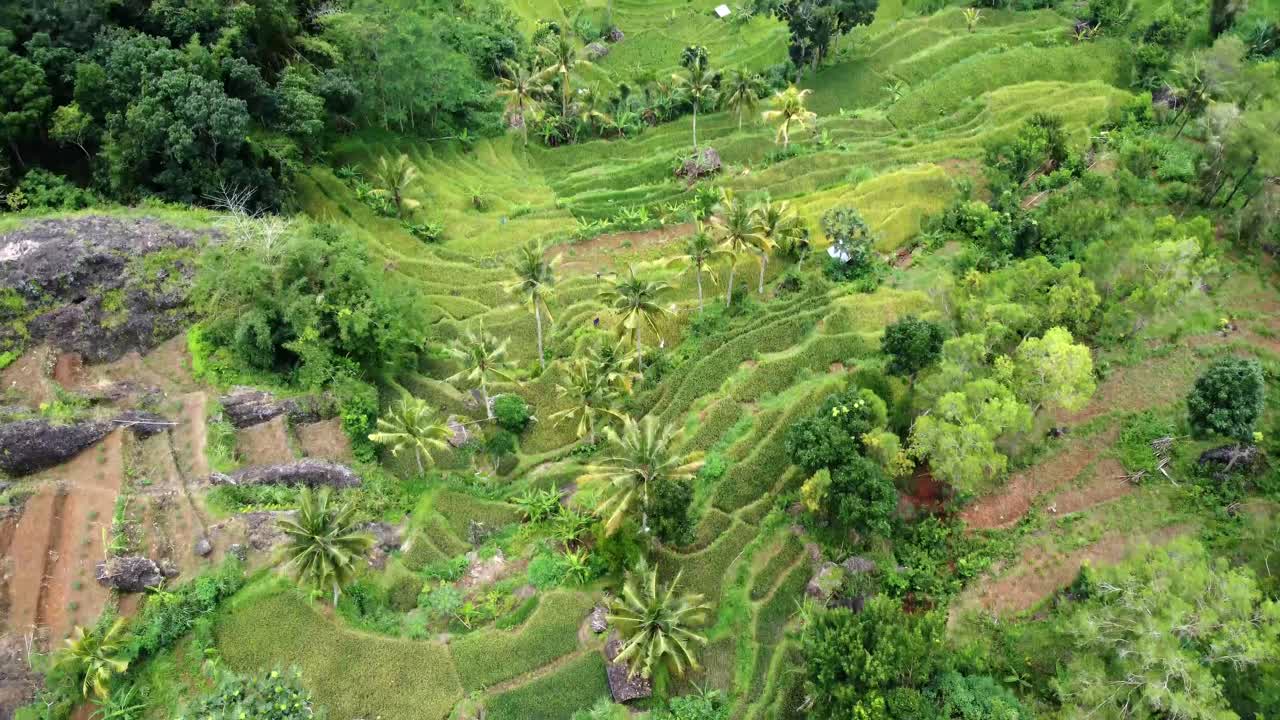 indonesia campo de terrazas de arroz y rocas vista aérea tomada de cámara de drones
