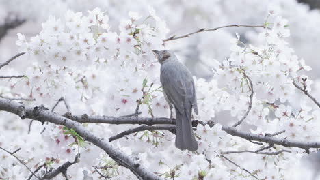 Brown-eared-Bulbul-Perch-On-Branch-Of-Sakura-Blossom-While-Drinking-Nectar-Of-Flower-In-Tokyo,-Japan