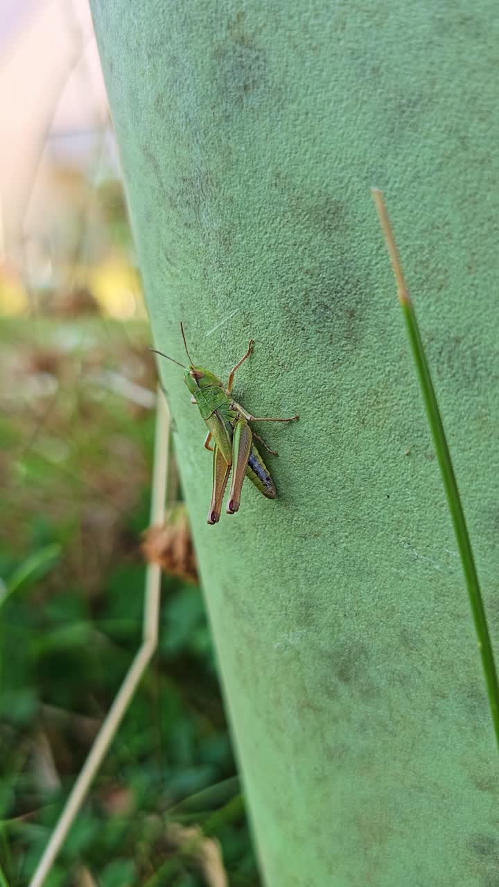 Vertical macro shot of a grasshopper resting on a green plastic pot. The insect stays still while grass blades in the background move gently in the wind
