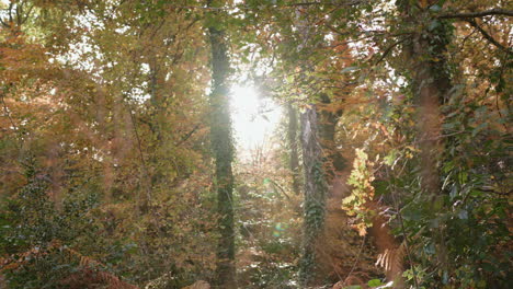 Rack-Focus-Between-Long-Grass-And-The-Sun-Breaking-Through-The-Autumn---Fall-Tree-Line