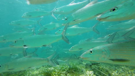 Ein-Schwarm-Grätenfische,-Der-Unter-Wasser-Durch-Seegras-Schwimmt