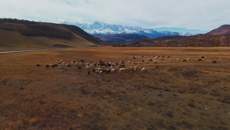 sheep grazing in a mountainous pasture