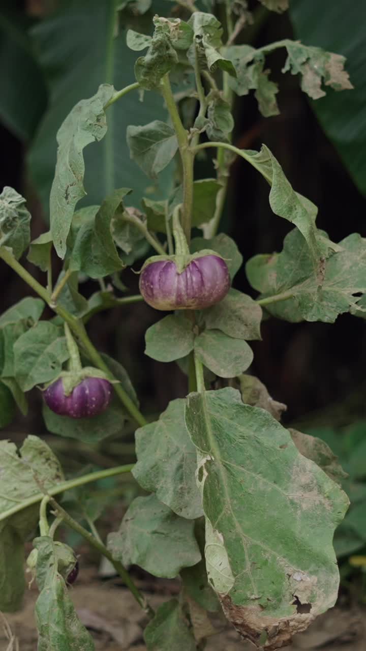 Melanzana che cresce nel giardino