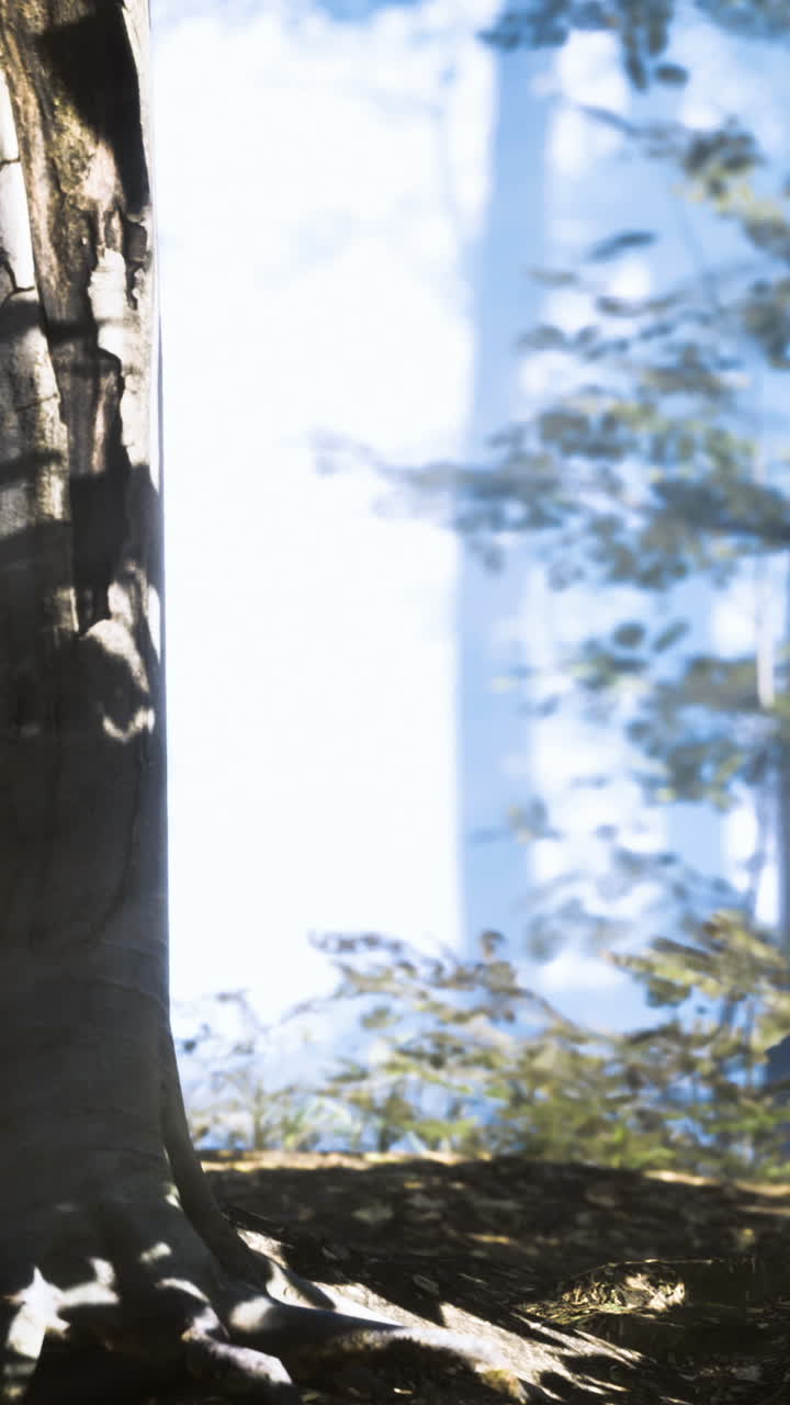 La luce filtra tra gli alberi in una foresta durante il giorno