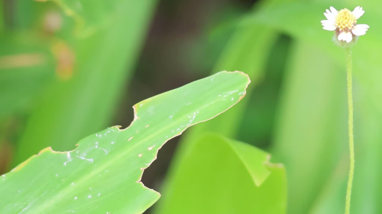 작은  꽃이 녹색 잎자루 속에서 부드럽게 흔들리고 있습니다.