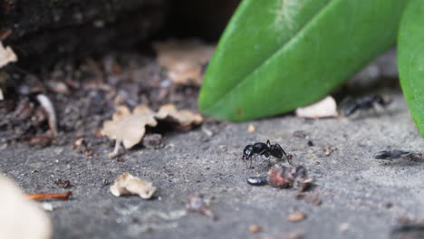 Close-up-of-large-ants-moving-on-stone-floor-zooming-out