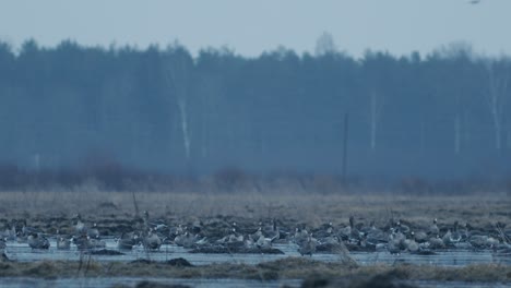 Geese-flock-during-spring-migration-in-early-morning-dusk-feeding-and-flying-on-the-field