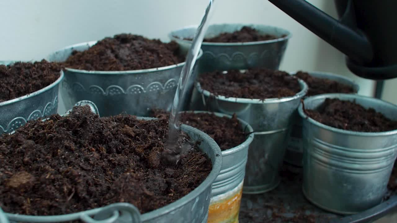 After filling the pots with soil, they are meticulously watered to provide essential moisture for the plants' growth