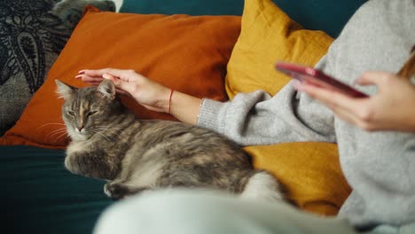 woman petting cat and using smartphone. female owner stroking grey kitten lying on sofa close-up. furry pedigreed pet relaxing and purring. little best friends. happy domestic animals at home