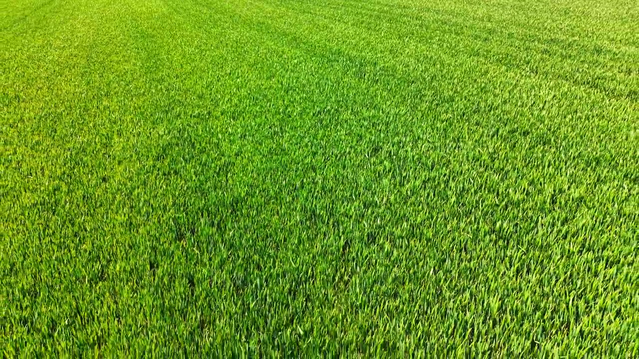 Texture a pieno formato dall'alto di giovani cereali verdi rigogliosi. Ripresa aerea a pieno formato di piante di giovani cereali verdi e fitti che creano un motivo di sfondo naturale e texturizzato.