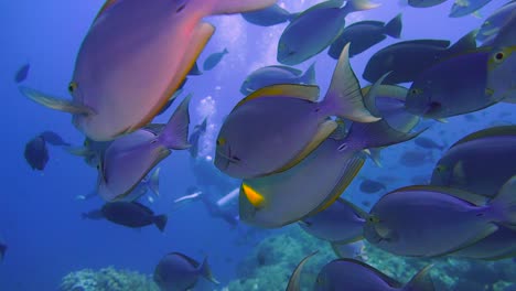 camera-in-the-middle-of-a-group-of-surgeon-fish-with-some-scuba-divers-in-the-background