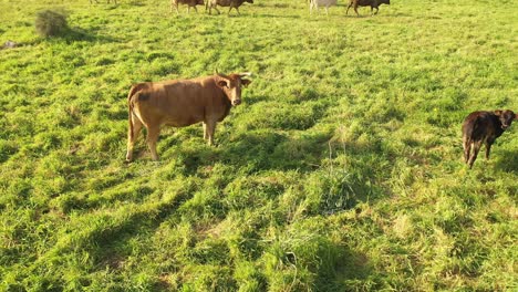 cows in a field