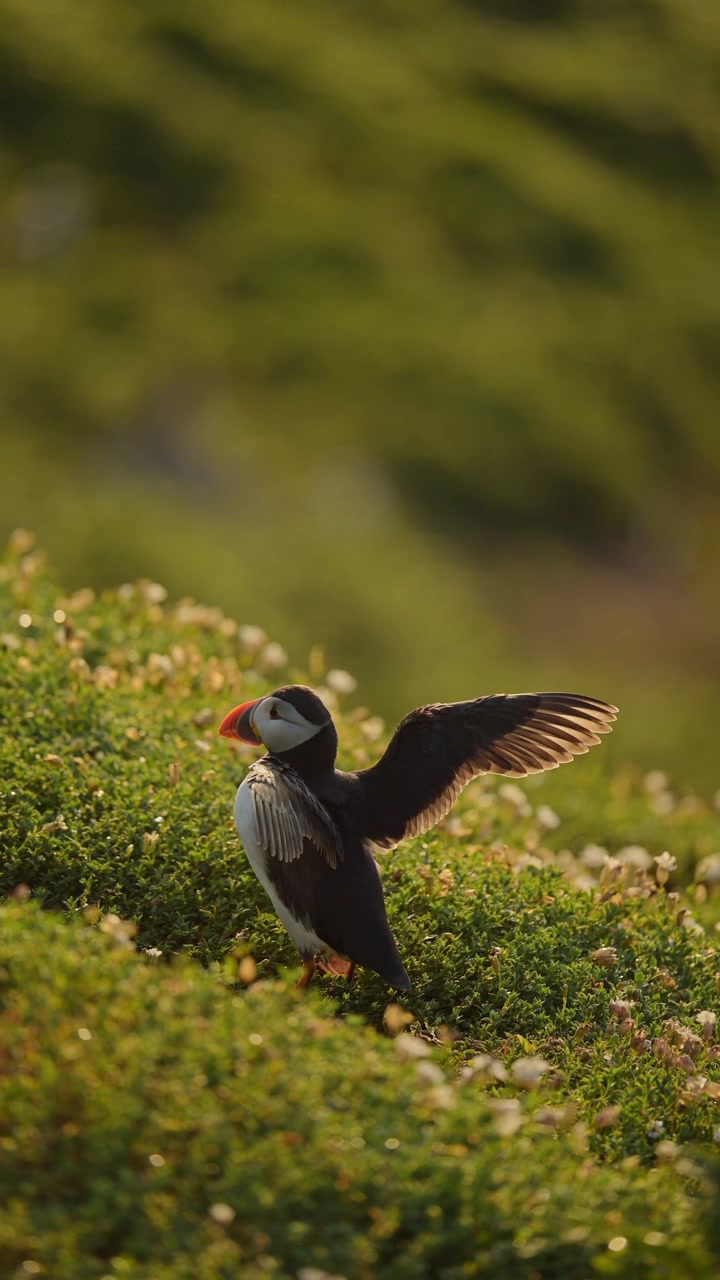 Video verticale in slow motion di pulcinella di mare atlantica che sbatte le ali, per i social media, Instagram Reels e TikTok, girato sull'isola di Skomer in Galles, Regno Unito. Uccelli marini e fauna selvatica.