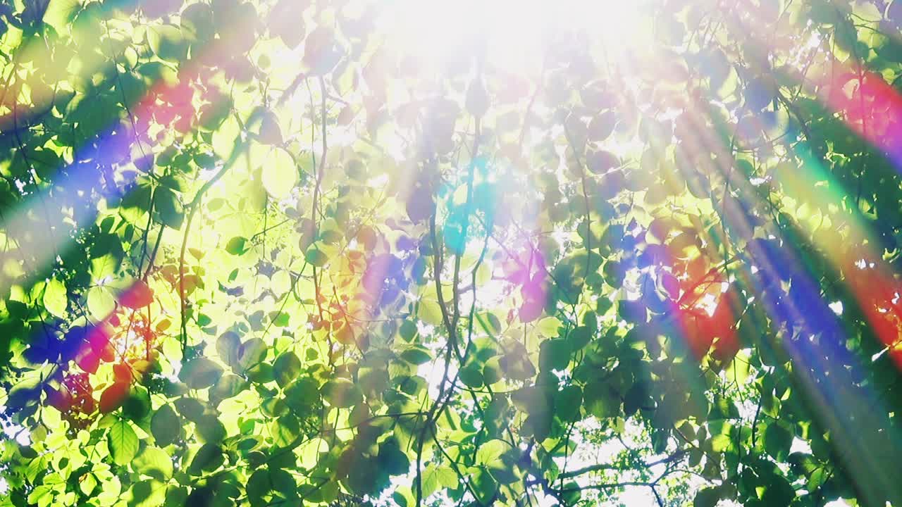 木漏れ日