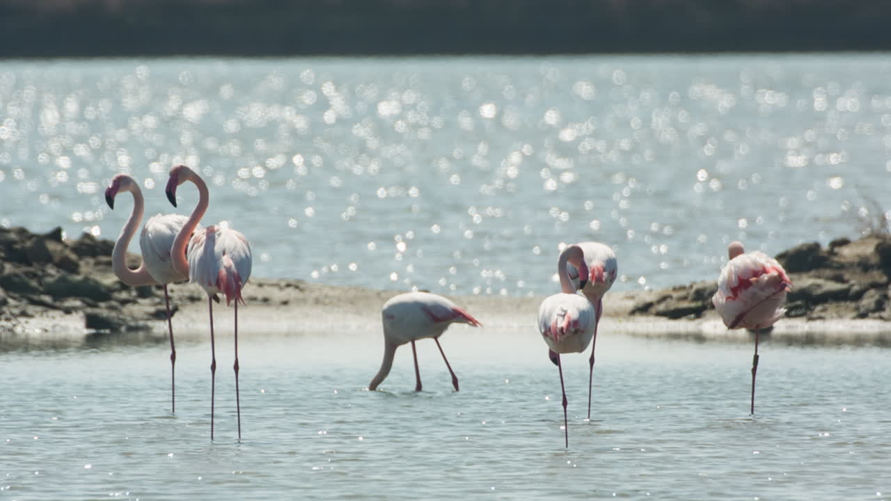 델타 플라밍고 18