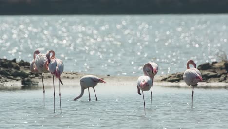 delta flamingos 18