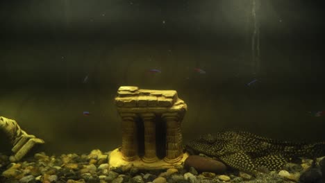 acuario con peces y decoraciones
