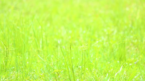 a red winged dragonfly perched on a stalk of grass in a green meadow in bangladesh