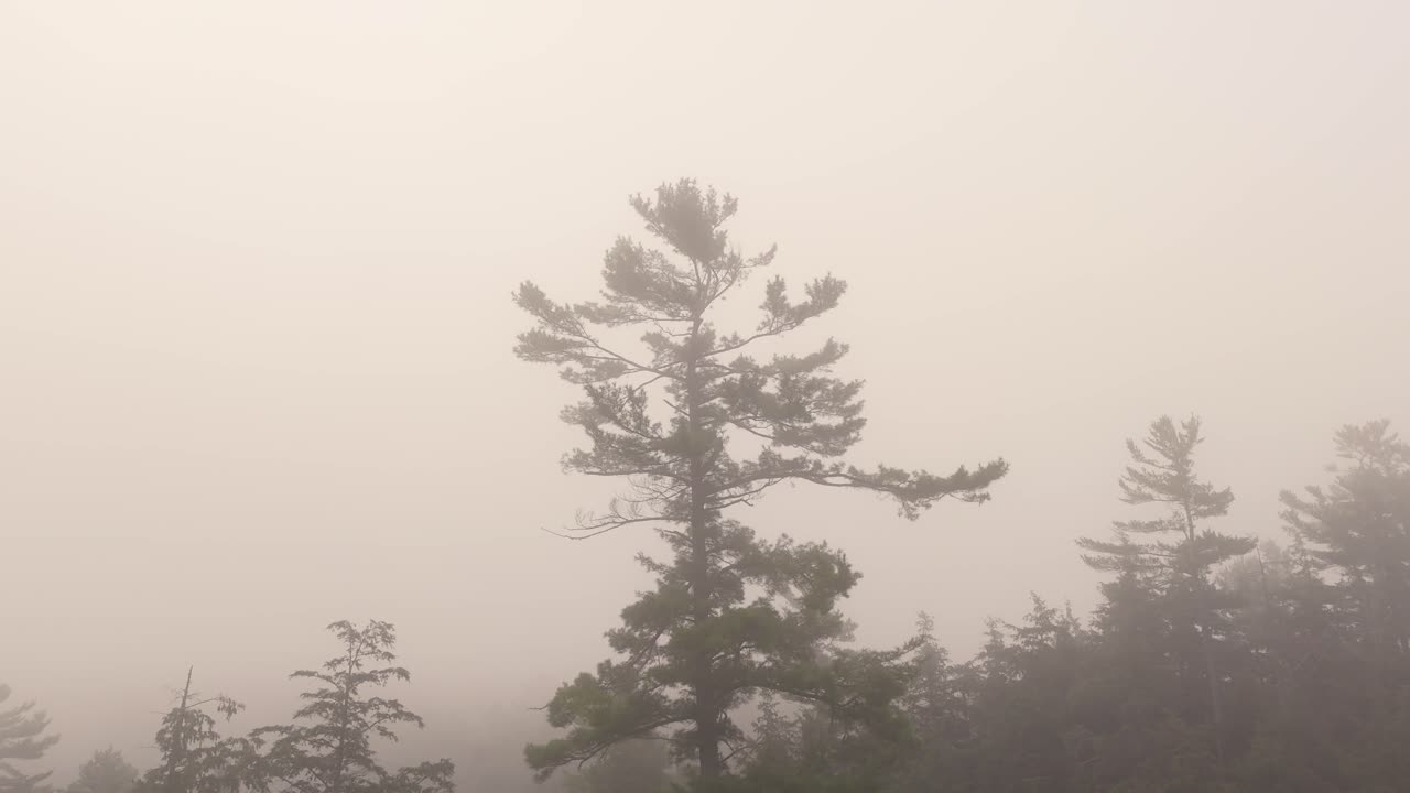 A tall pine tree stands prominently against a backdrop of dense smoke. The surrounding trees are partially obscured, creating a hazy and dramatic scene, indicative of a nearby wildfire.