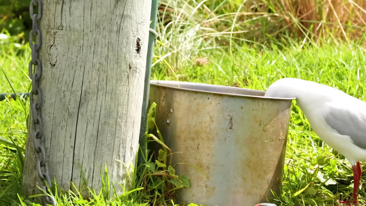 A red-billed gull explores its surroundings near a wooden post and metal bucket on a grassy area.