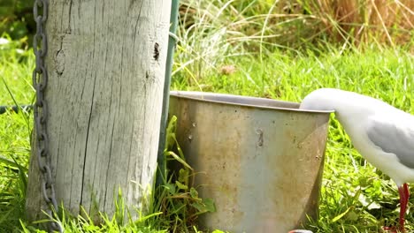 a red-billed gull explores its surroundings near a wooden post and metal bucket on a grassy area.