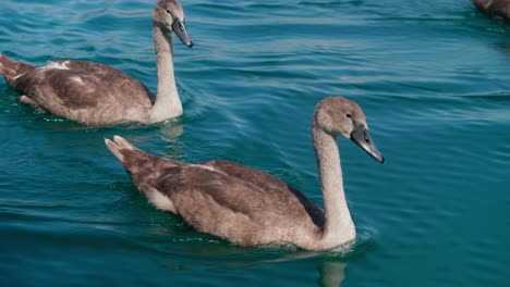 a groupe of mute swan cygnets are swiming on the lake neuchâtel in switzerland on a beautiful summer sunny day