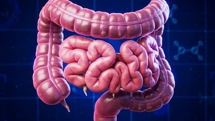 3D Medical Animation of Human Digestive System Anatomy