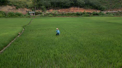 rice paddy field with farmer