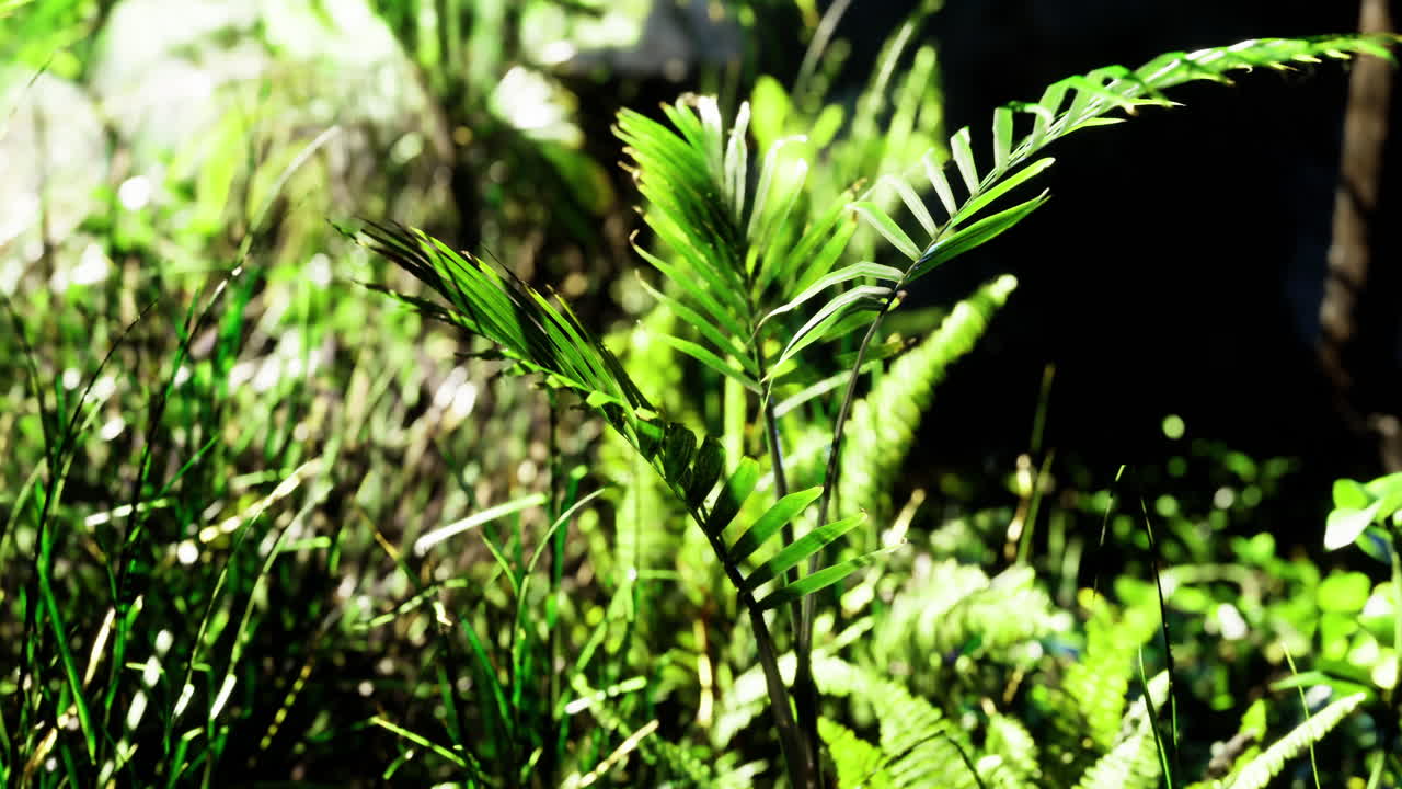 Lush greenery thrives under bright sunlight in a vibrant natural setting