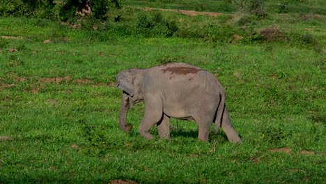 Los-Elefantes-Asiáticos-Son-Especies-En-Peligro-De-Extinción-Y-También-Son-Residentes-De-Tailandia