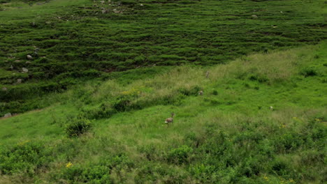 deja que vivan como la naturaleza quiere que sean, libres.