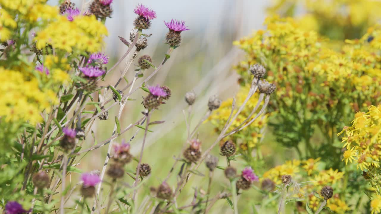Bee collecting pollen on purple thistle in sunlit meadow with yellow wildflowers, macro view