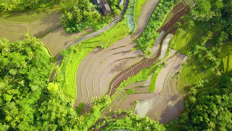 Overhead-drone-shot-of-rural-landscape-with-view-of-rice-field-and-green-trees