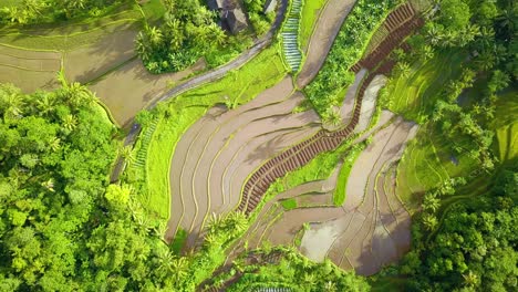 toma aérea de drones del paisaje rural con vista al campo de arroz y árboles verdes