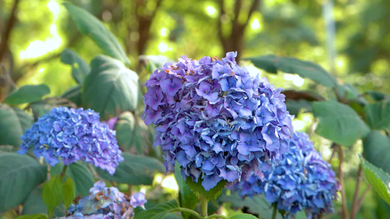 Close-up of blue hydrangea flowers in natural daylight, gentle camera movement, lush green background