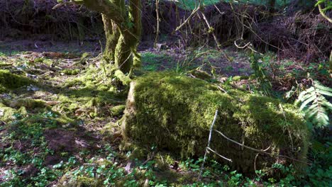 Piedra-Rectangular-De-4k-Cubierta-De-Musgo-Verde-En-Medio-De-Los-Grandes-Bosques,-Colinas-De-Quantock,-Somerset,-Inglaterra