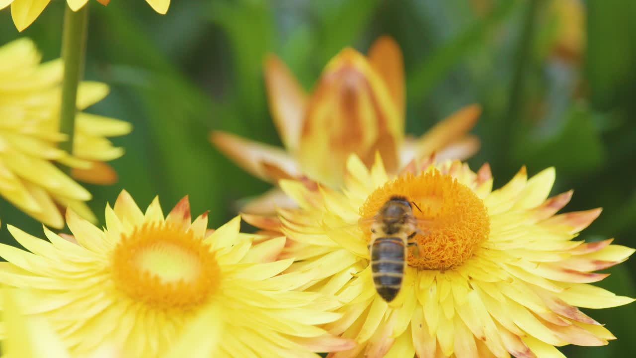 A honeybee gathers pollen from a vibrant yellow daisy in a sunlit garden, captured in close-up with shallow depth of field and natural lighting